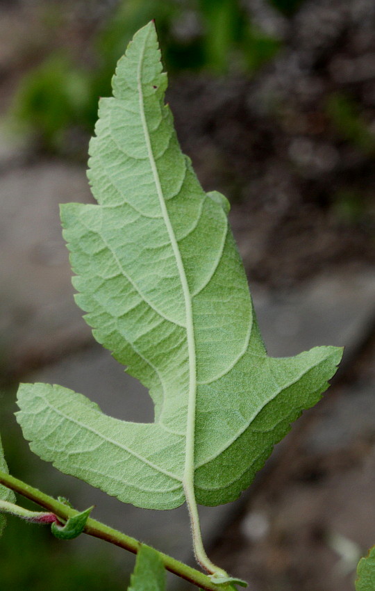 Image of Malus toringo specimen.