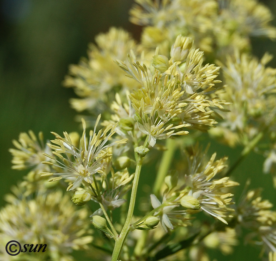 Изображение особи Thalictrum flavum.