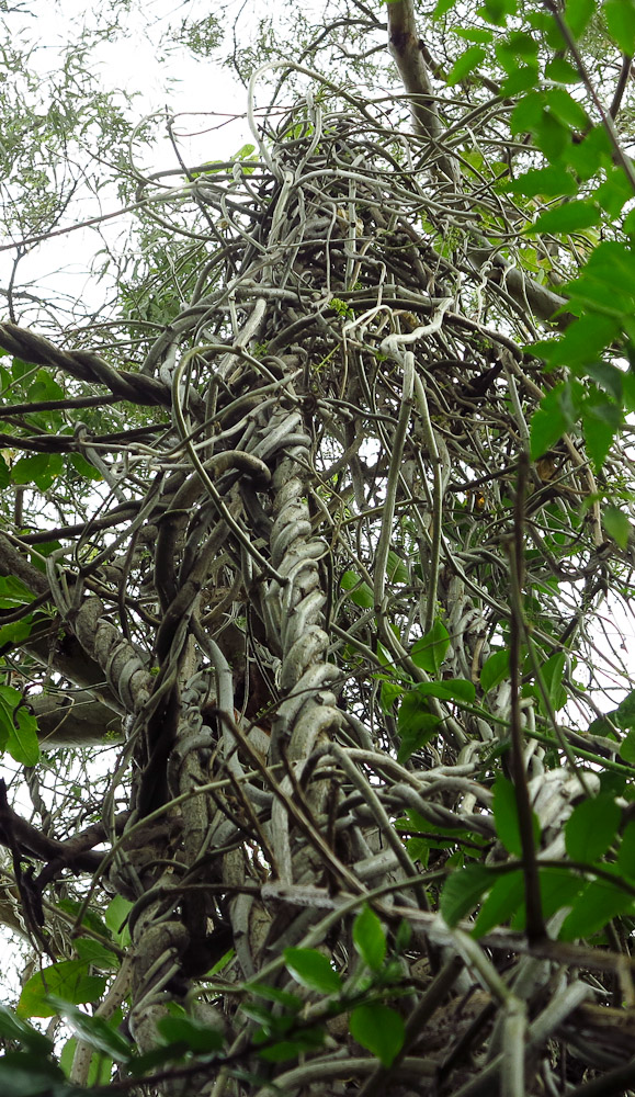 Image of Solandra maxima specimen.