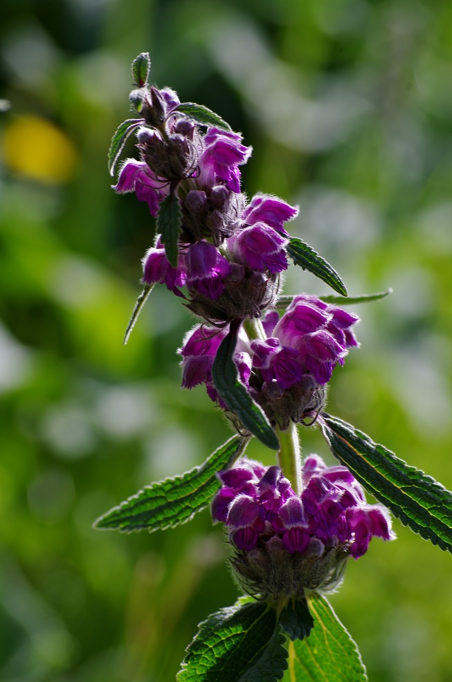 Image of Phlomoides oreophila specimen.