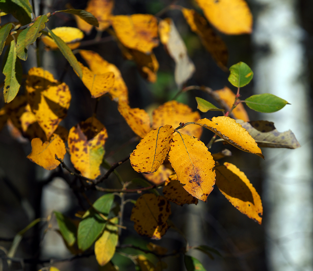 Image of genus Salix specimen.