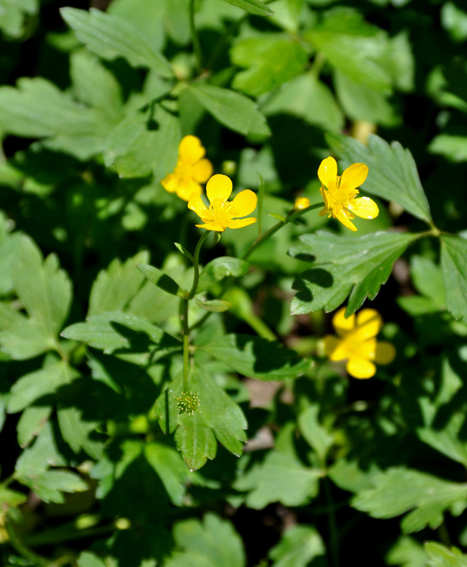 Image of Ranunculus repens specimen.