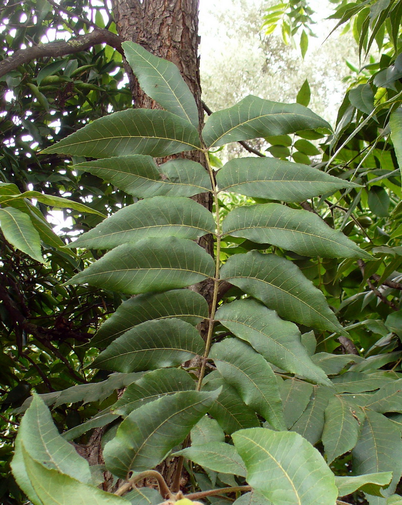 Изображение особи Carya illinoinensis.