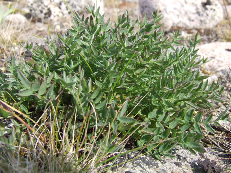 Изображение особи Oxytropis sordida.