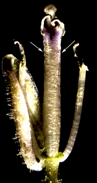 Image of Dontostemon hispidus specimen.