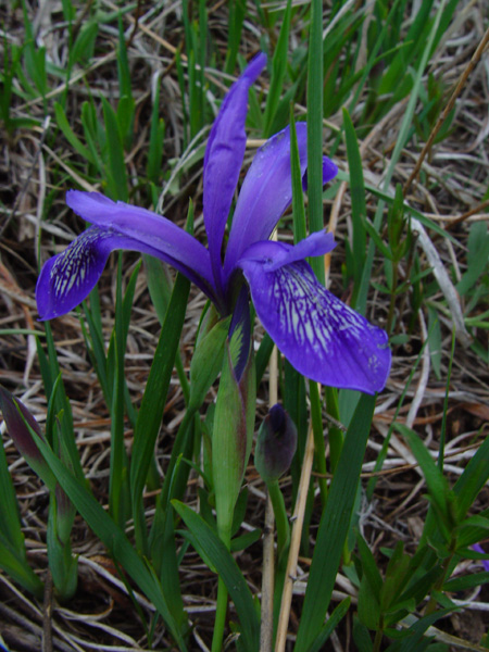 Изображение особи Iris ruthenica.