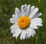 Leucanthemum vulgare. Соцветие. Респ. Коми, окр. Сыктывкара, опушка соснового бора. 5.08.2009.