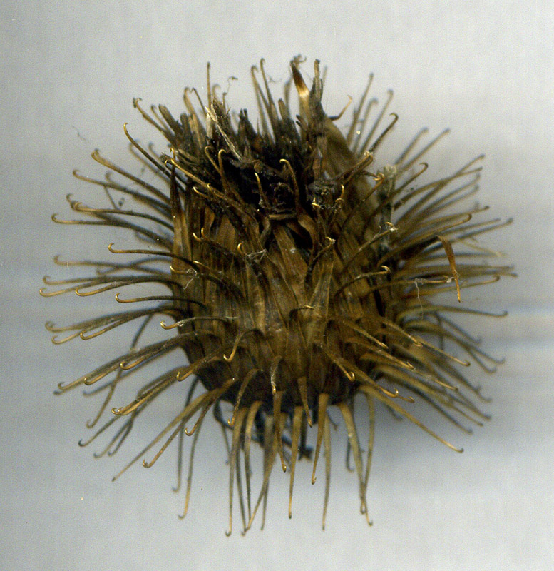 Image of Arctium nemorosum specimen.