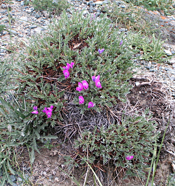 Image of Oxytropis tragacanthoides specimen.