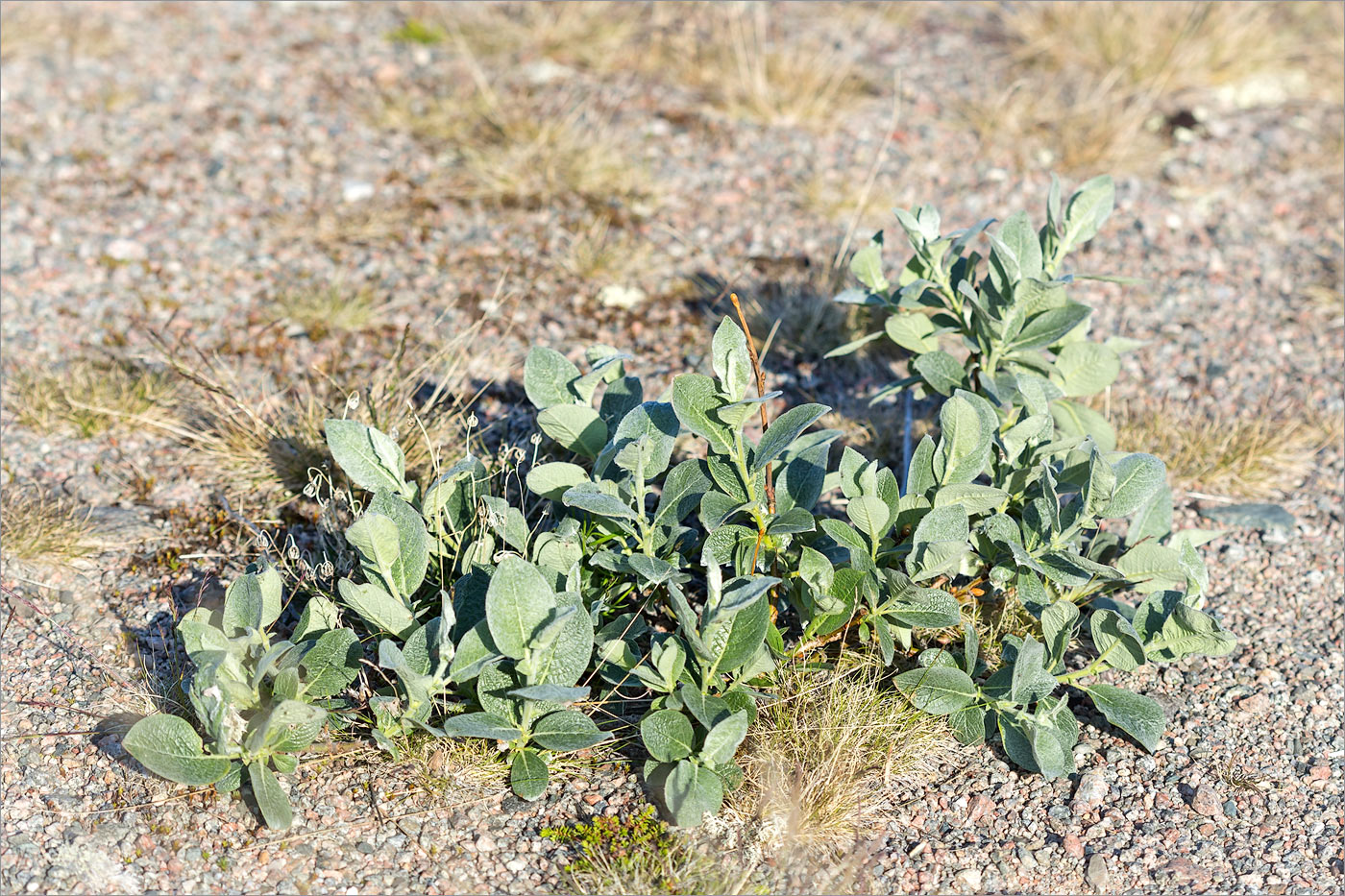 Image of Salix lanata specimen.