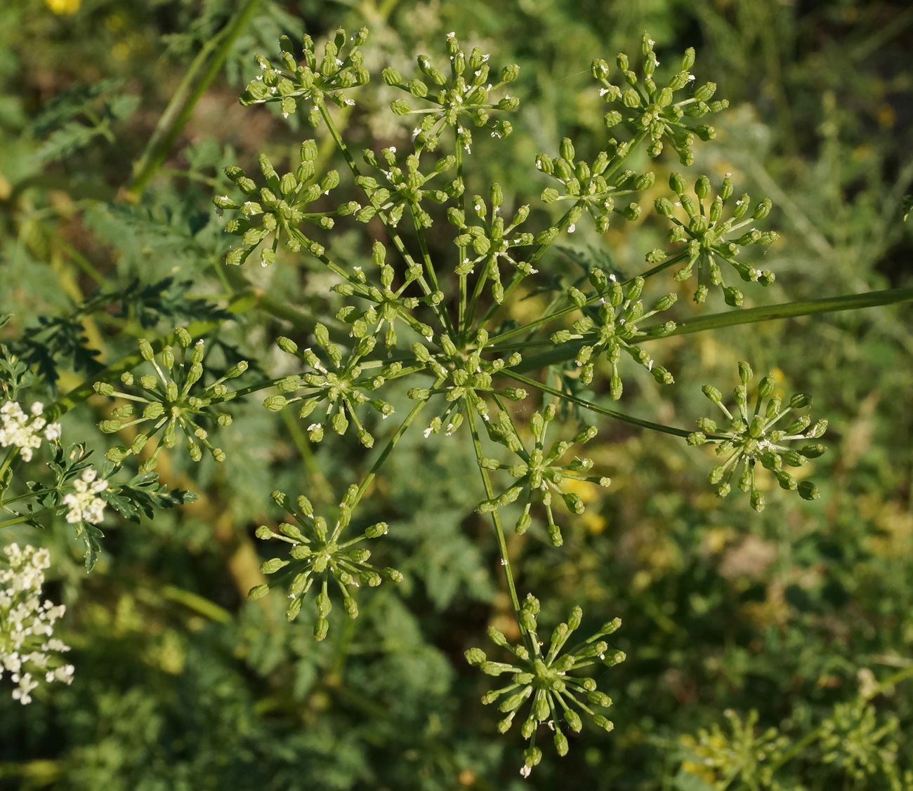 Image of Conium maculatum specimen.