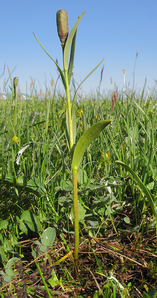 Image of genus Fritillaria specimen.