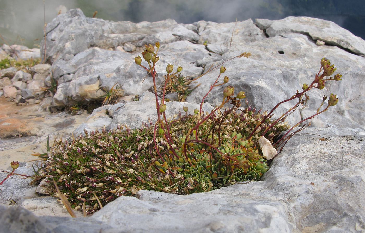 Image of Saxifraga cartilaginea specimen.