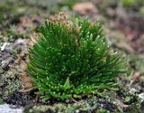 Selaginella tamariscina