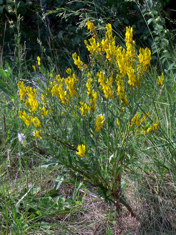 Image of Genista tinctoria specimen.