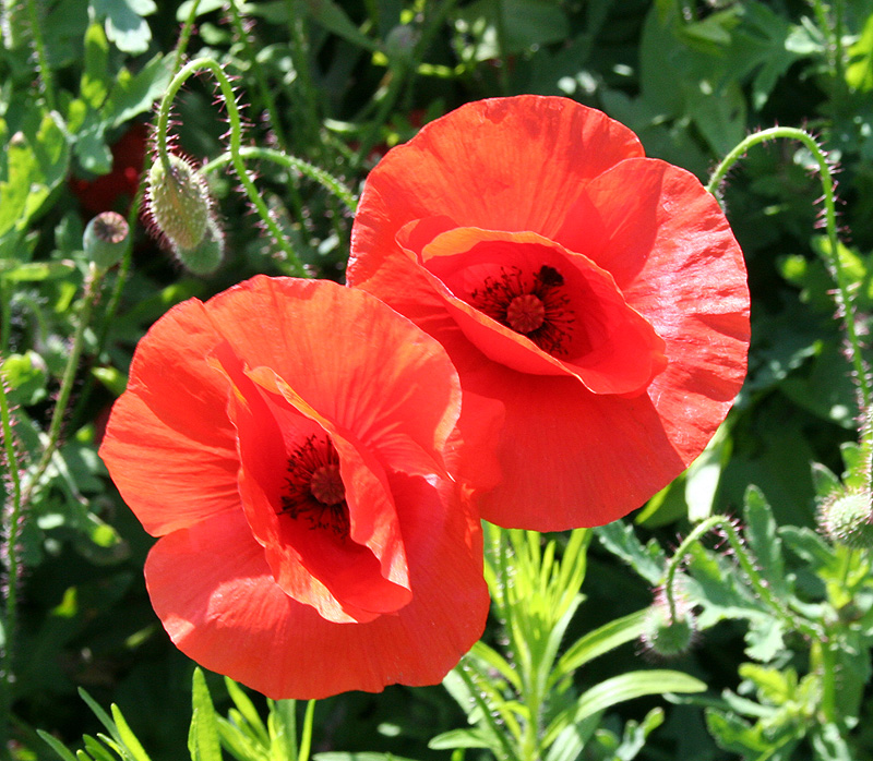 Изображение особи Papaver rhoeas.