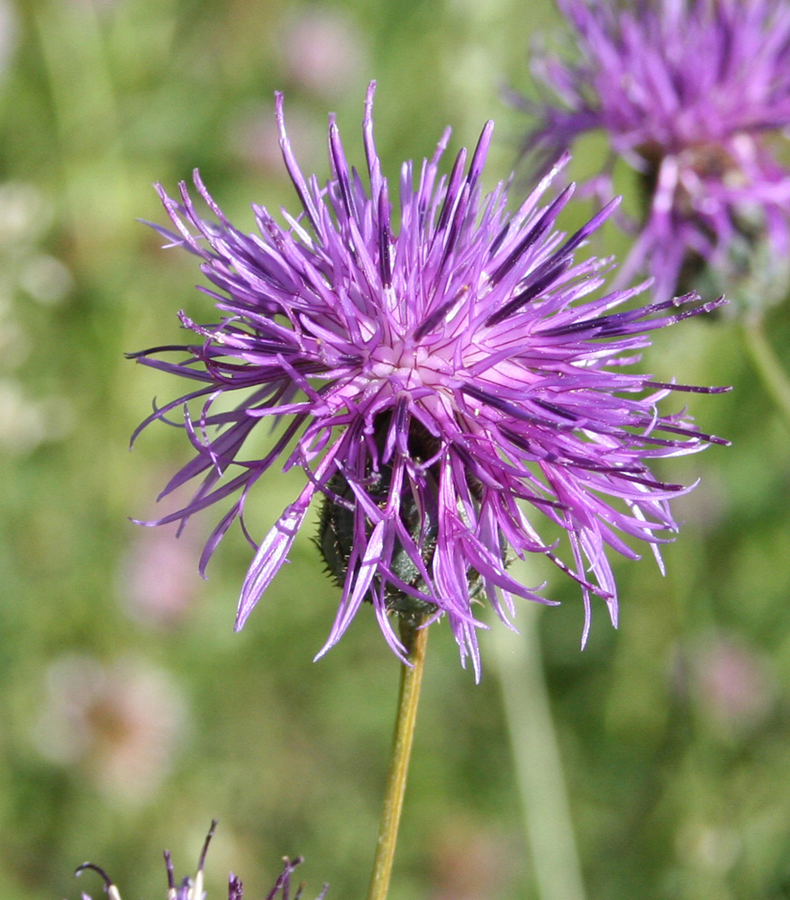 Image of Centaurea scabiosa specimen.