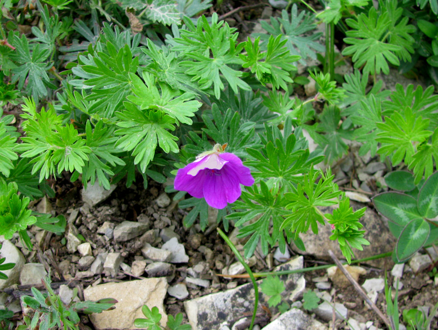 Изображение особи Geranium sanguineum.