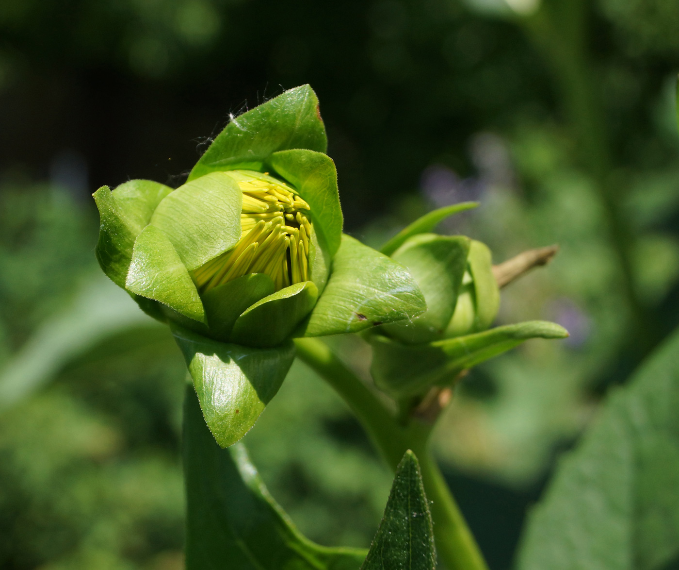 Image of Silphium perfoliatum specimen.