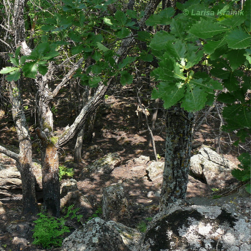 Image of Quercus mongolica specimen.