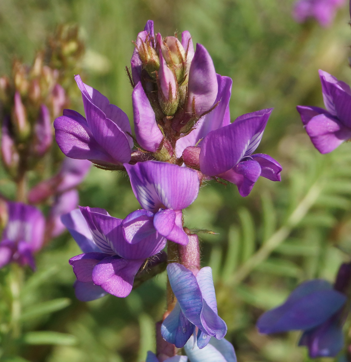 Image of Oxytropis teres specimen.