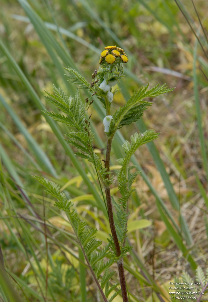 Image of Tanacetum boreale specimen.