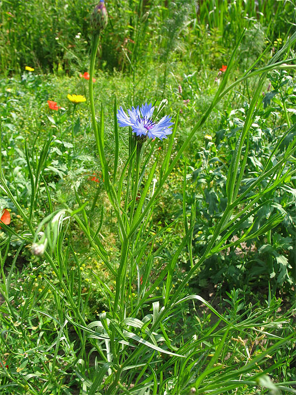 Image of Centaurea cyanus specimen.