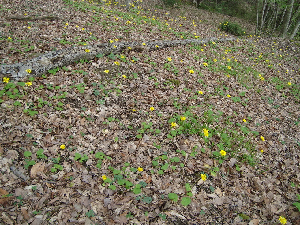 Image of Doronicum orientale specimen.