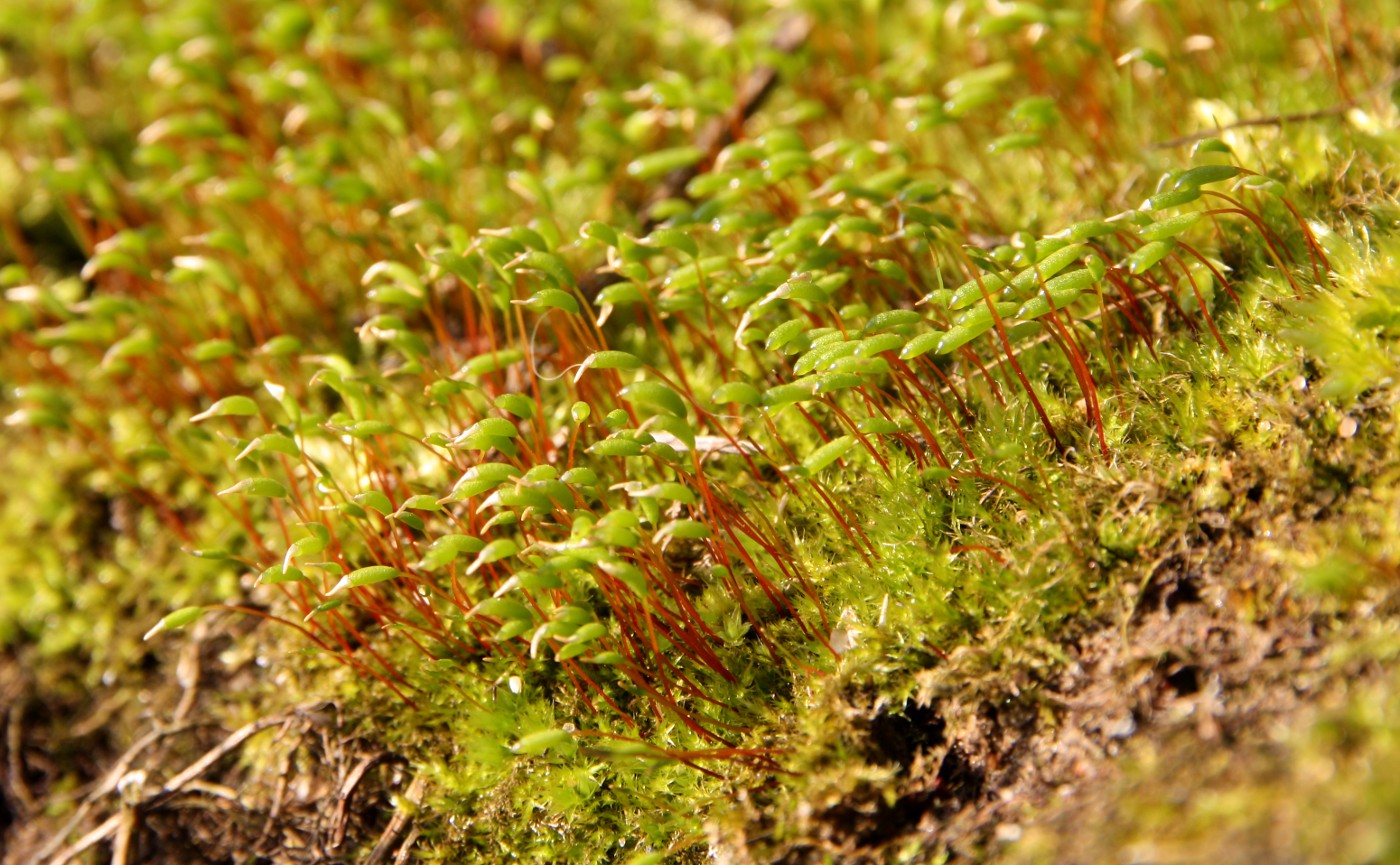 Image of Amblystegium serpens specimen.