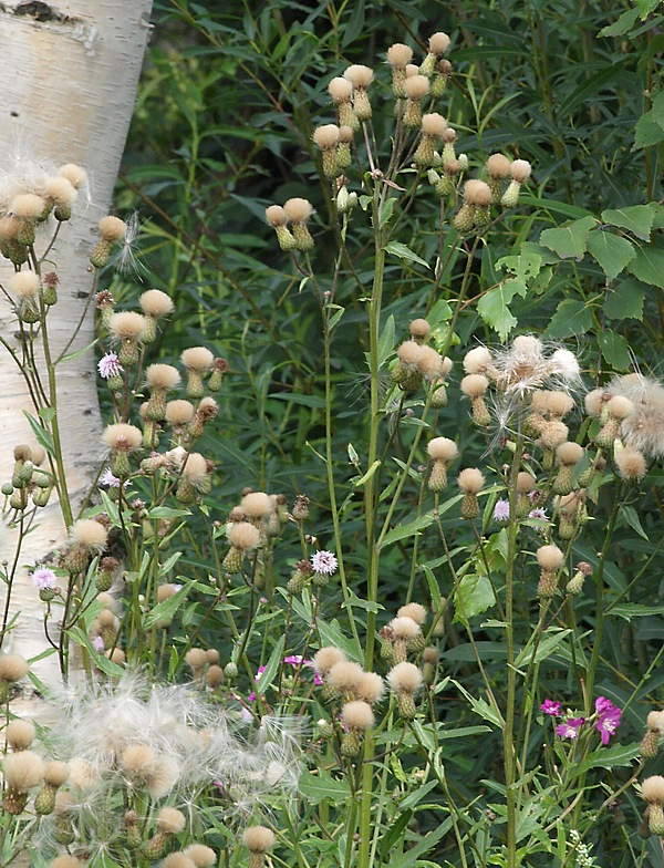 Изображение особи Cirsium setosum.