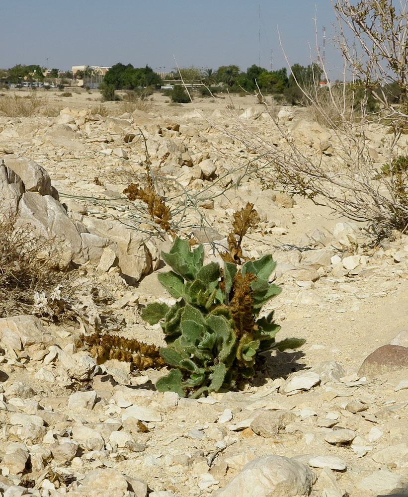 Image of Hyoscyamus desertorum  specimen.