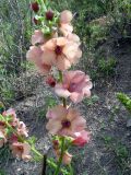 Verbascum × rubiginosum