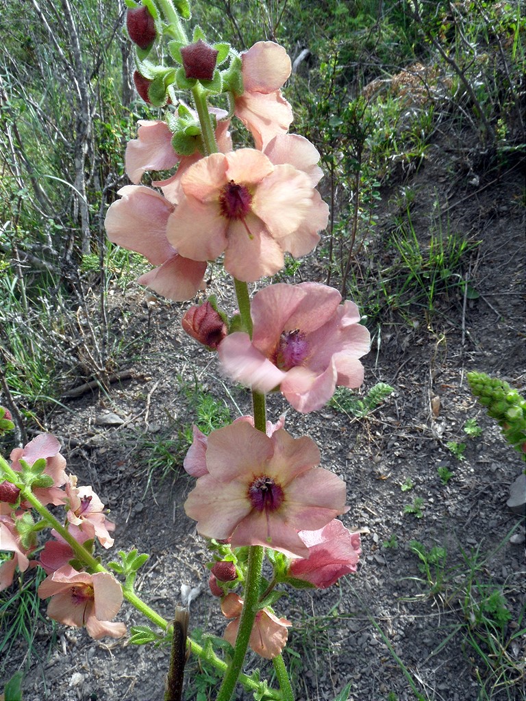 Изображение особи Verbascum &times; rubiginosum.