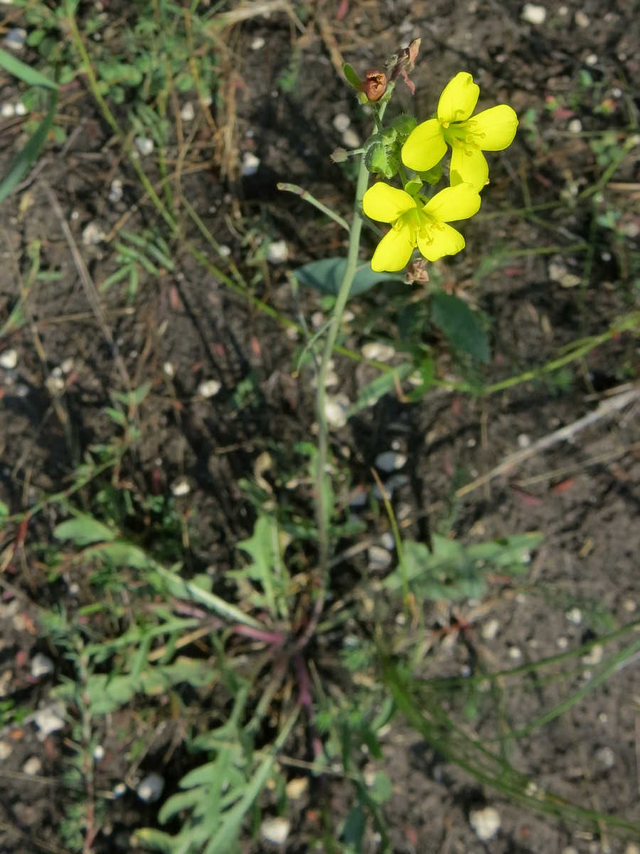 Image of genus Diplotaxis specimen.