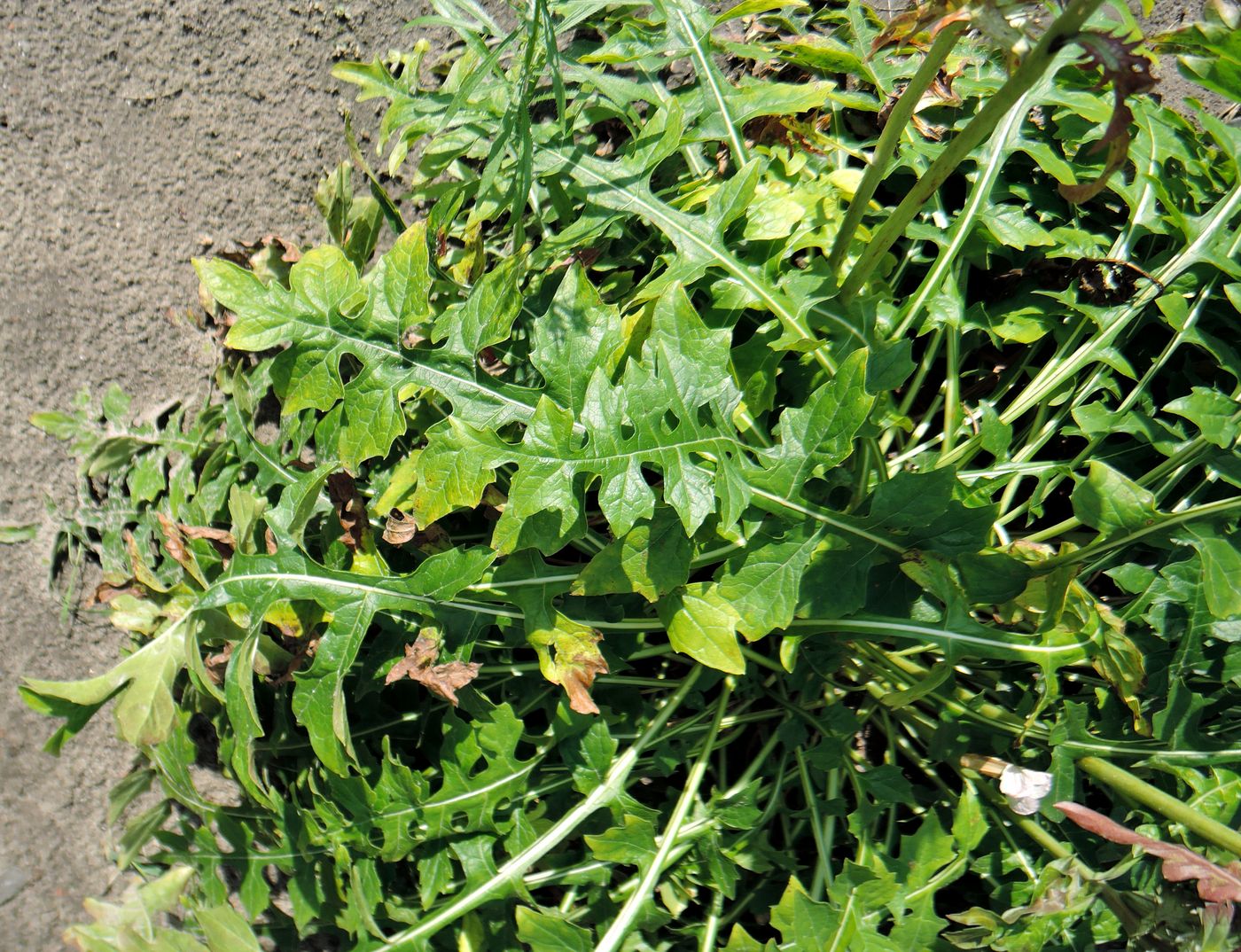 Изображение особи Acanthus hungaricus.