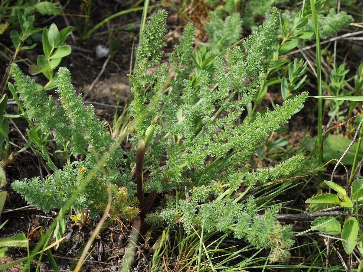 Изображение особи Schtschurowskia meifolia.