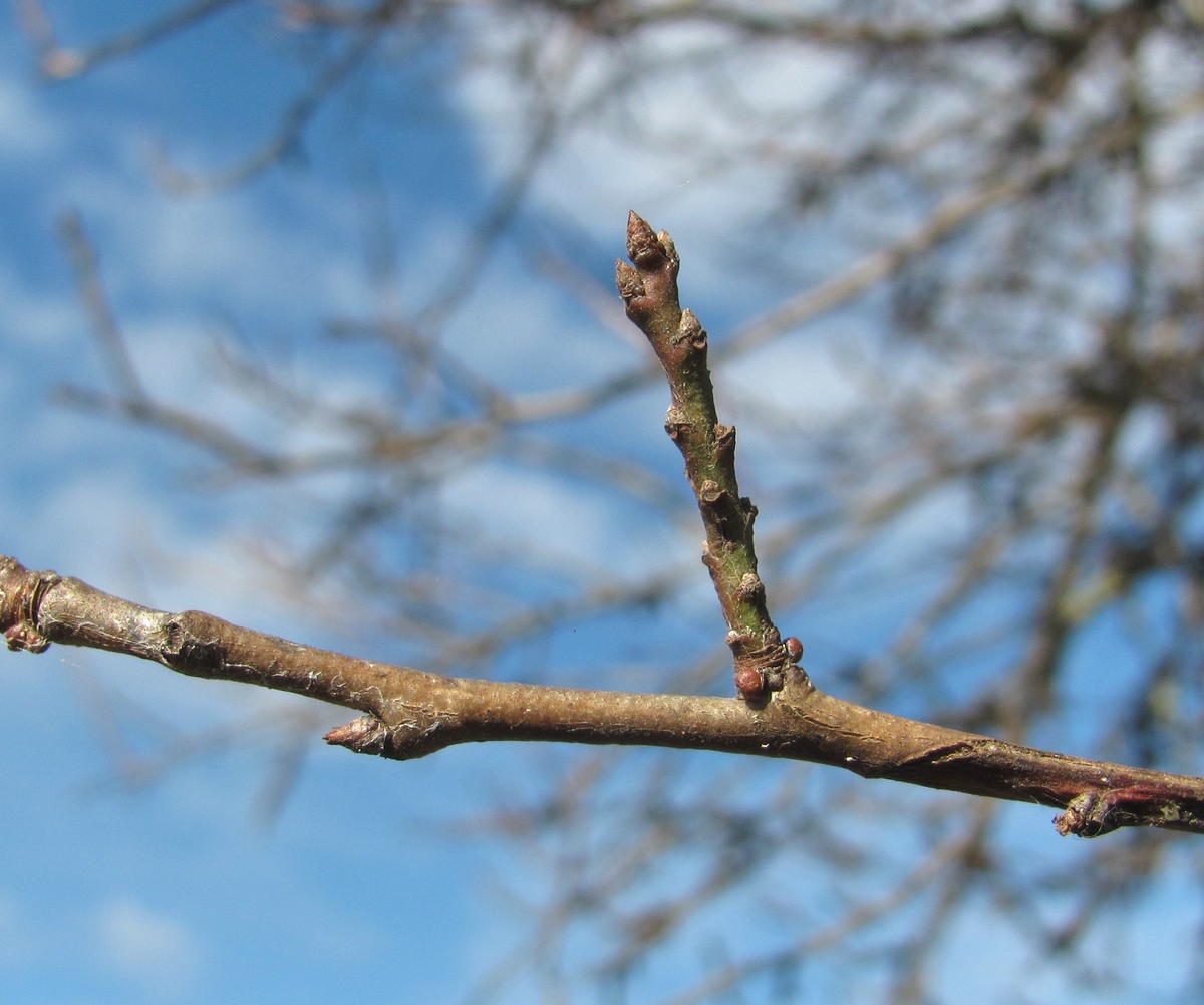 Image of Prunus cerasifera specimen.