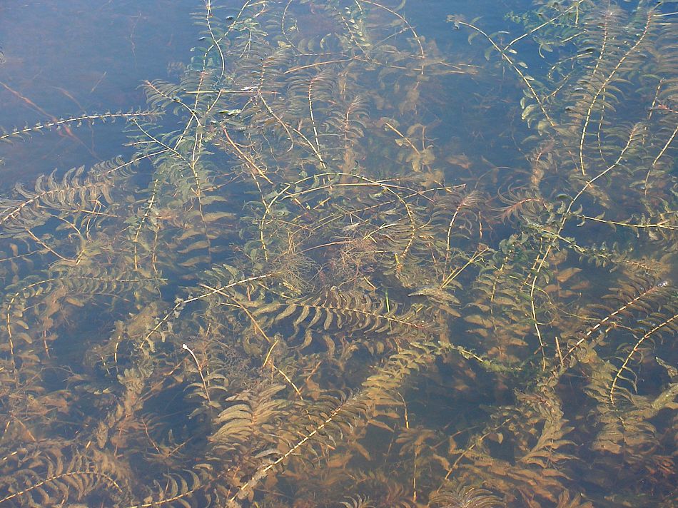 Image of Potamogeton perfoliatus specimen.