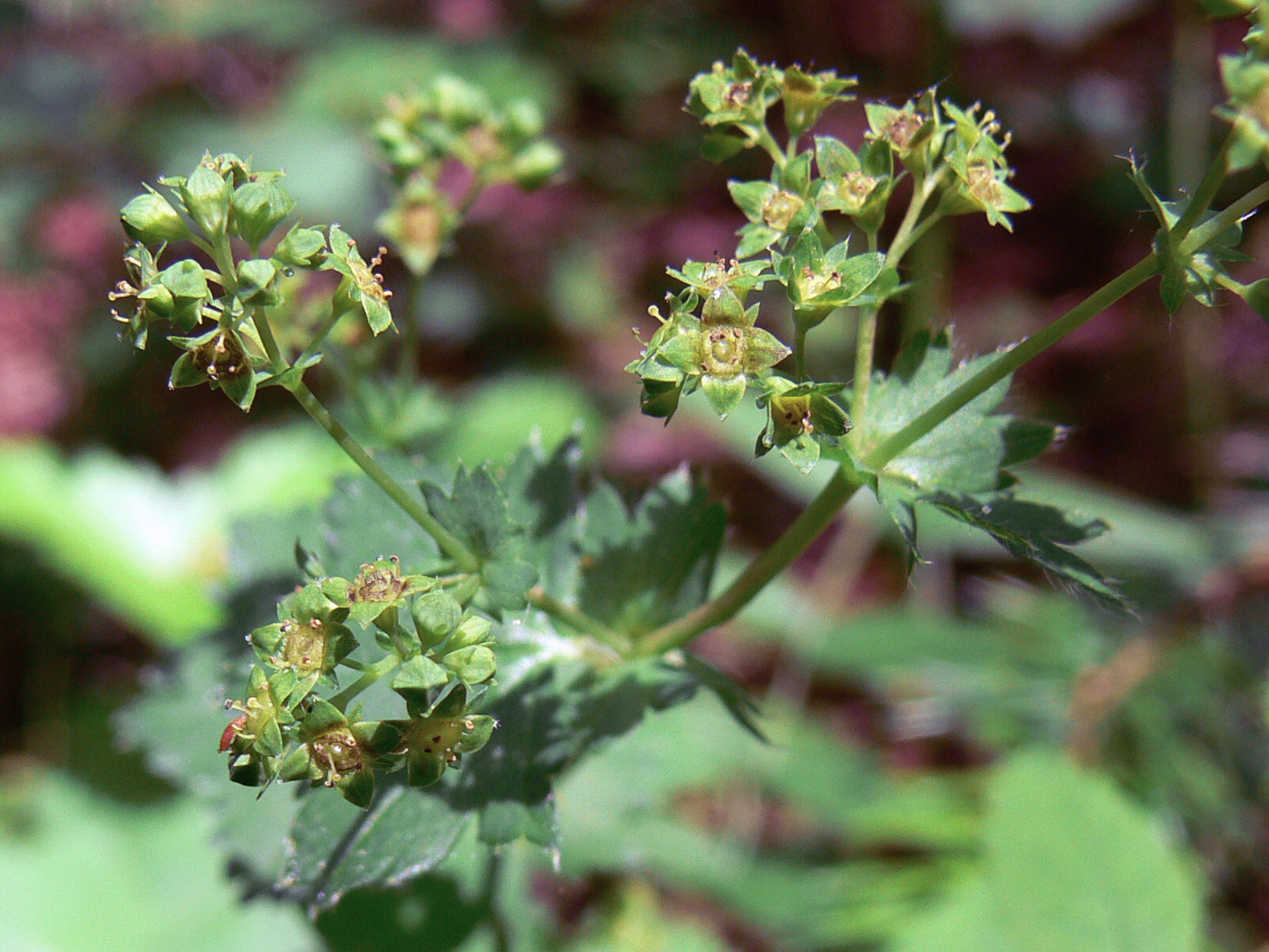 Image of genus Alchemilla specimen.