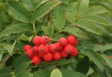 Sorbus sambucifolia. Соплодие и сегменты листьев. Сахалинская обл., Томаринский р-н, окр. пос. Неводское, открытая приморская терраса. 17.08.2016.