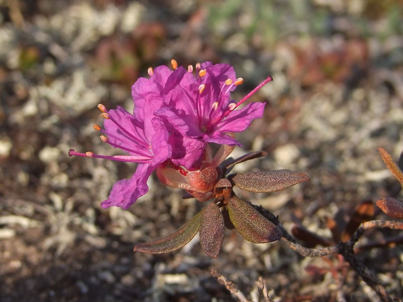 Изображение особи Rhododendron lapponicum.