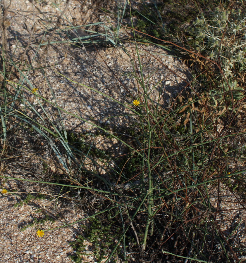 Image of Chondrilla juncea specimen.