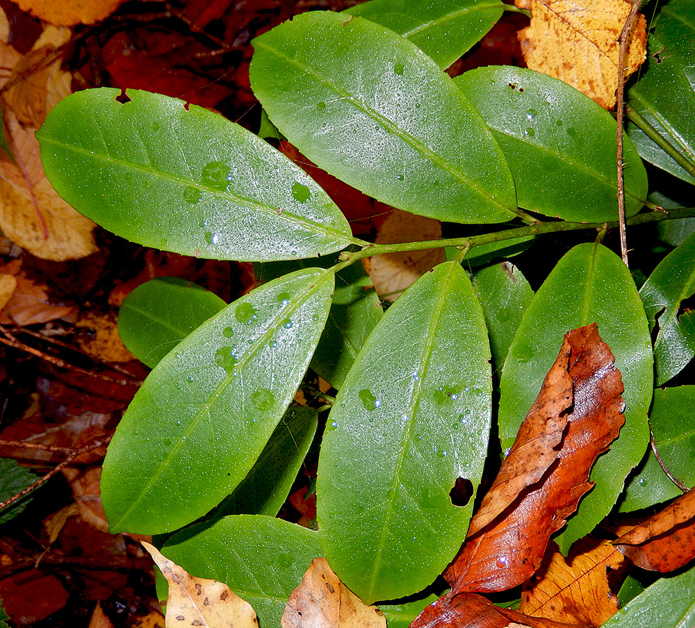 Image of Lauro-cerasus officinalis specimen.