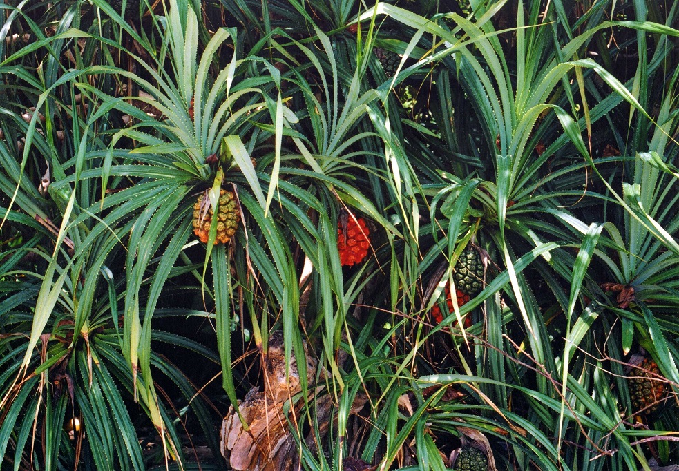 Изображение особи Pandanus tectorius.