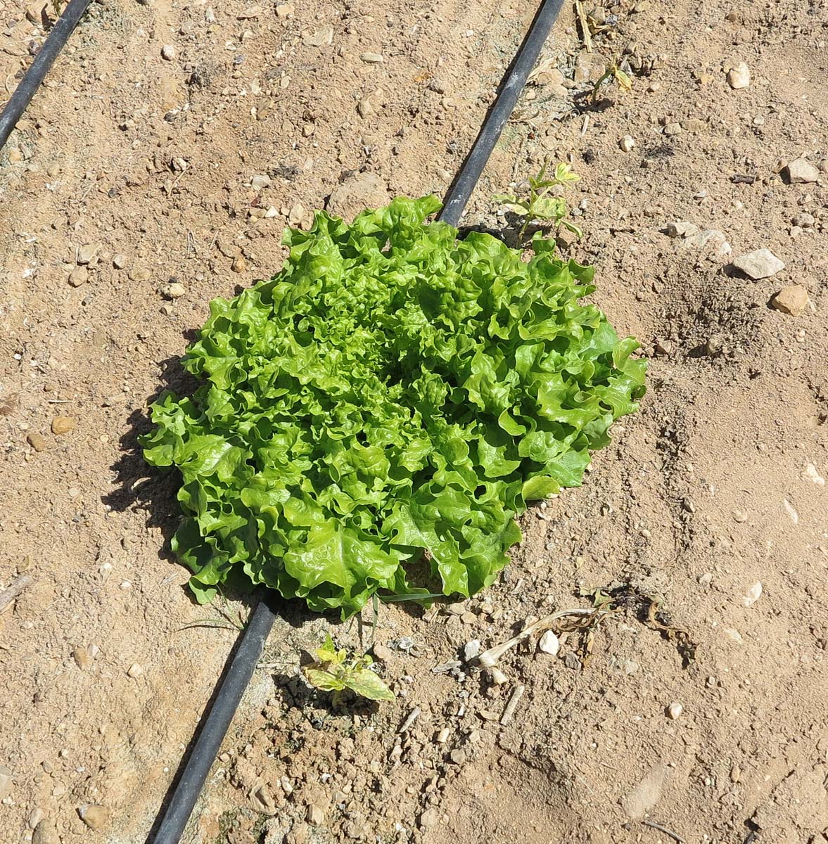 Image of Lactuca sativa specimen.