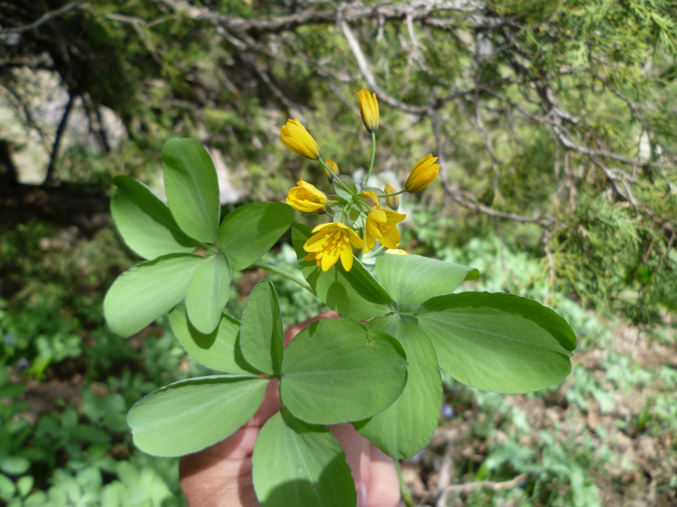 Изображение особи Gymnospermium darwasicum.