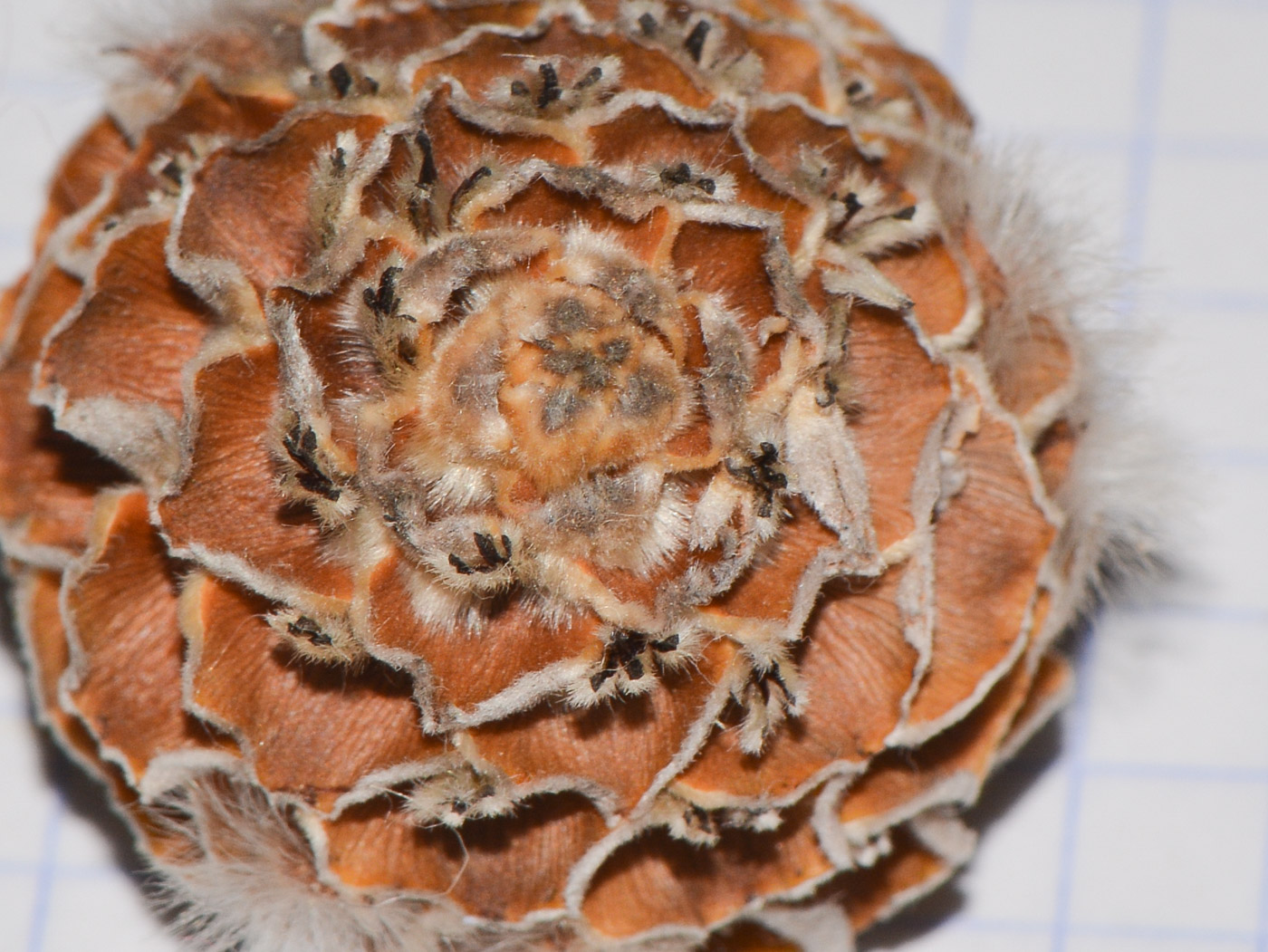 Image of Leucadendron galpinii specimen.