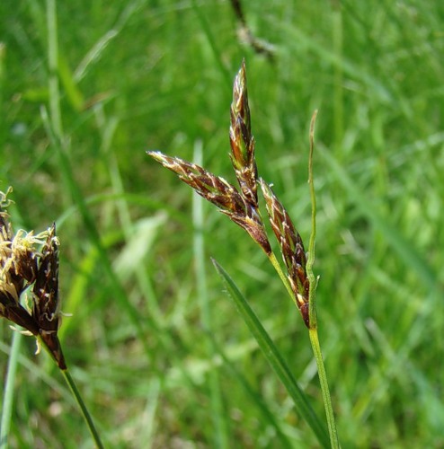 Image of Carex praecox specimen.