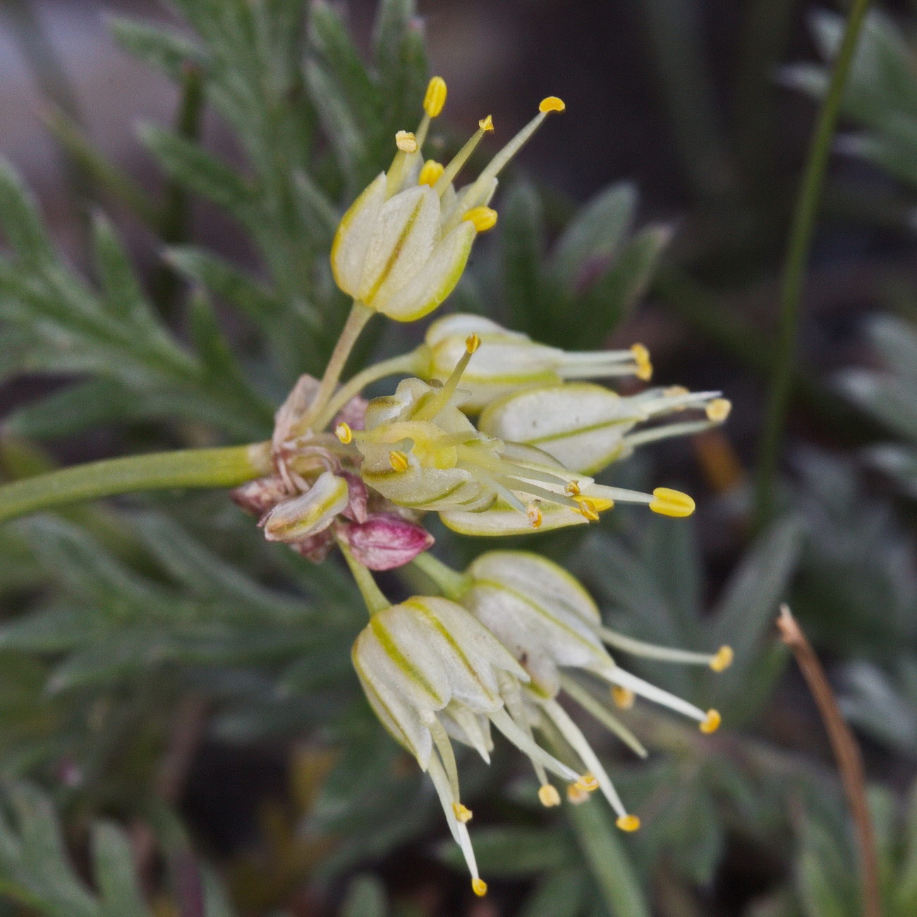 Image of Allium tianschanicum specimen.