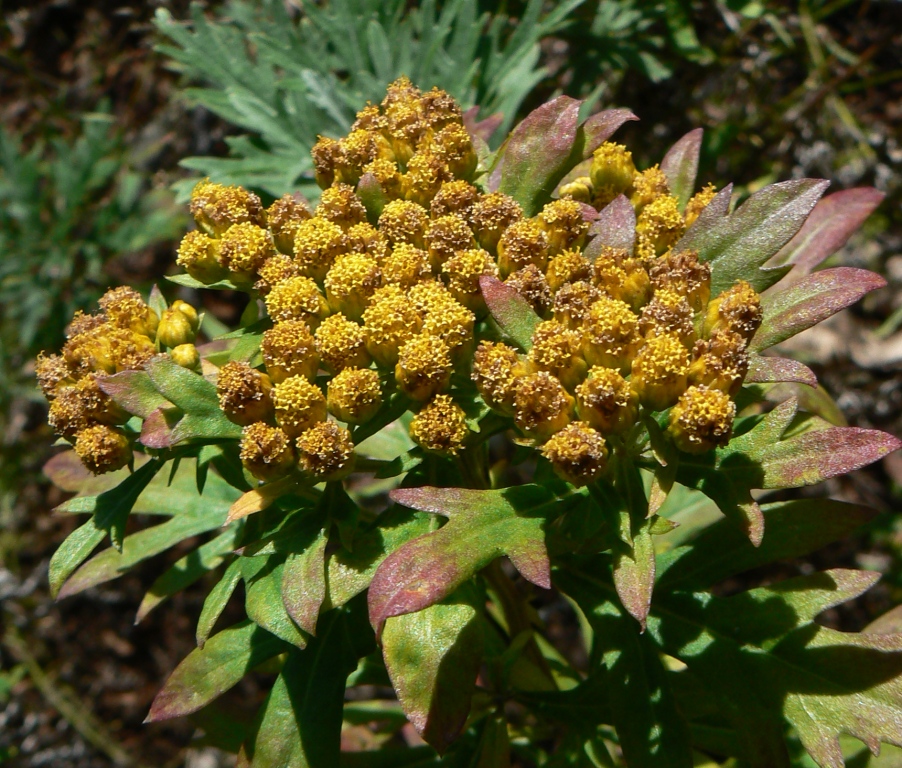 Image of Ajania pallasiana specimen.